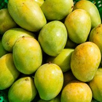 Mango - Japarta (3-4 days to ripen) 